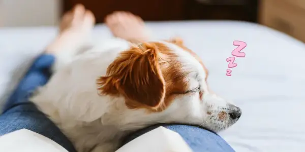 A dog sleeps on a person's lap, a cozy scene that answers why does my dog lay on me: for comfort and love.
