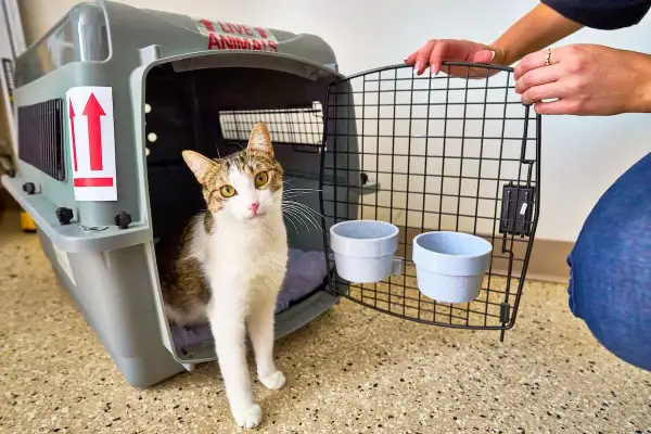 Un chat tigré sort d'une caisse plastique pour chien, prêt pour son voyage.