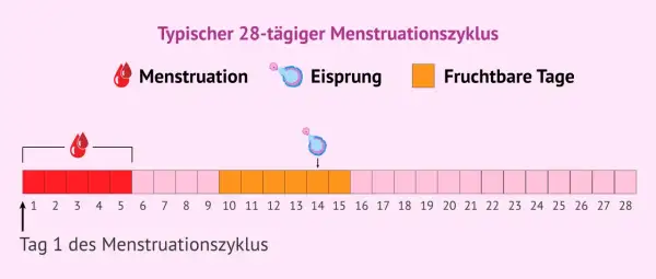 Ein typischer 28-Tage-Zyklus zeigt Menstruation, Eisprung und fruchtbare Tage. Die fruchtbaren Tage beginnen etwa 5 Tage vor dem Eisprung und enden 1-2 Tage danach.
