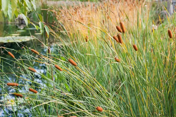 Des roseaux aux formes cylindriques brunâtres se dressent au bord d'un plan d'eau, leurs longues feuilles vertes ondulant au vent.