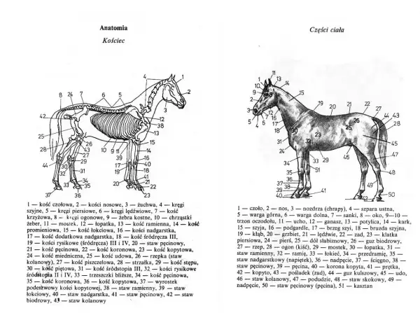 Anatomia konia: ile kolan ma koń? Ilustracja pokazuje szkielet i części ciała konia z numerowanymi elementami.