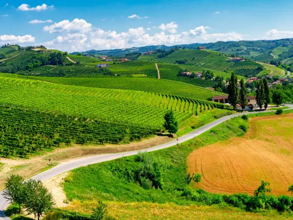 Colline verdi punteggiate di vigneti e case, un invito a scoprire cosa vedere nelle Langhe, tra campi dorati e cieli azzurri.