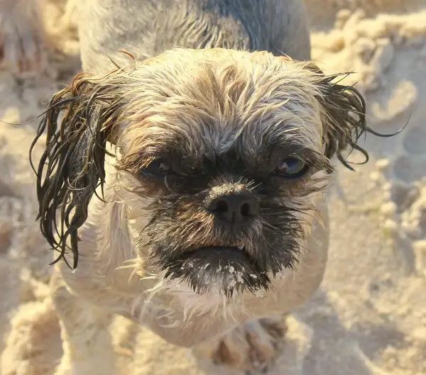 Ile szczeniąt ma Shih Tzu? Poznaj sekrety udanej ciąży i miotu