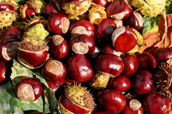 Glänzende Kastanien, einige noch in ihrer stacheligen Hülle, liegen auf bunten Herbstblättern. Die Kastanien sind bekannt für ihre vielfältige kastanienhonig wirkung.