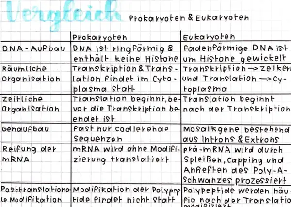 Vergleich von Prokaryoten und Eukaryoten: Unterschiede bei DNA, Organisation und Prozessen.