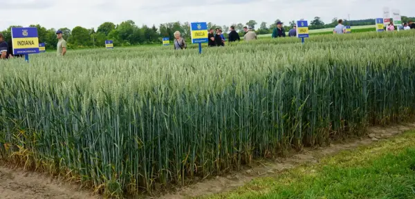 Pole pszenicy z tabliczkami odmian: Indiana, Emocja, Vanilia. Grupa ludzi ogląda nowe odmiany pszenicy.