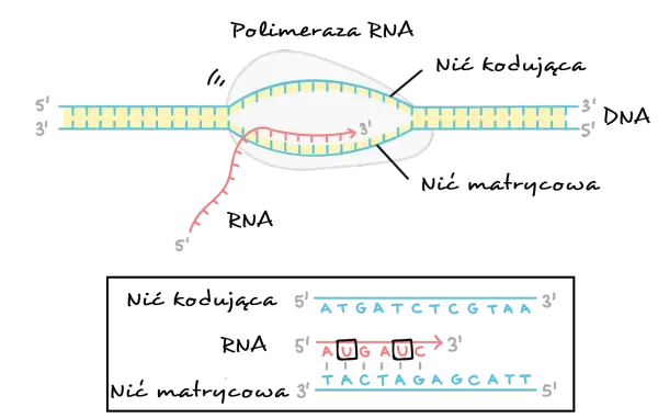 Schemat replikacji DNA i transkrypcji RNA.