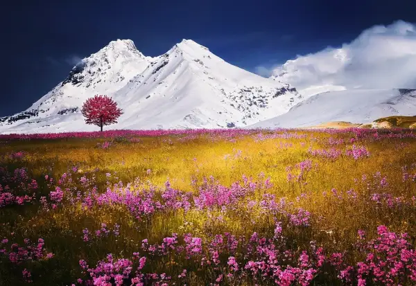 Un singolo albero rosso spicca in un prato fiorito di rosa, con ampie vedute di montagne innevate sotto un cielo blu intenso.