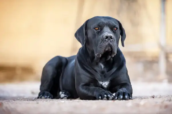 Ein schwarzer Cane Corso liegt entspannt auf sandigem Boden. Sein Blick ist aufmerksam, die bernsteinfarbenen Augen strahlen.