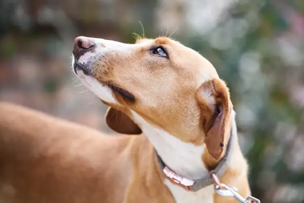 Un chien au pelage brun clair regarde vers le ciel, l'air inquiet. On dirait que mon chien a peur de moi.