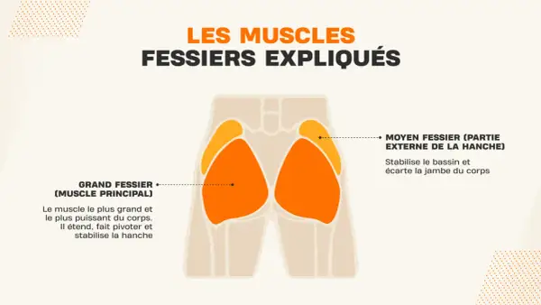 Illustration anatomique des muscles fessiers, expliquant leur rôle dans le mouvement et la stabilisation, essentiel pour tout exercice fessier.