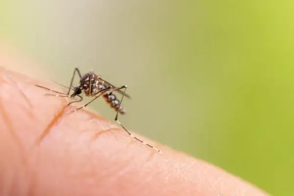 Un moustique sur un doigt, prêt à se nourrir. Il est fascinant de comprendre de quoi se nourrissent les moustiques, et cette image nous le montre bien.