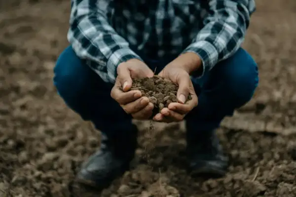 Dłonie trzymające żyzną glebę, która rozsypuje się między palcami. To fundament życia i przyszłych plonów.