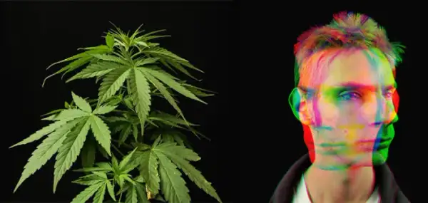 Uzależnienie od marihuany: co dzieje się w głowie? Zrozum psychikę
