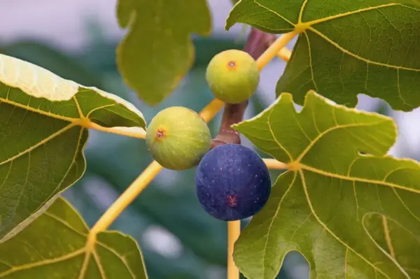 Reife Feigen an einem Ast, ein Zeichen für gute Feigenbaum Pflege. Ein dunkler, ein heller und ein grüner Feigenfruchtansatz.