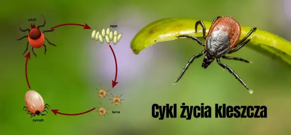 Cykl życia kleszcza: od larwy, przez nimfę, do dorosłej samicy składającej jaja.