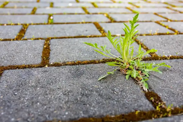 Zielona roślina przebija się przez szczelinę między kostkami brukowymi, pokazując siłę natury. Chwasty w kostce brukowej to częsty widok.
