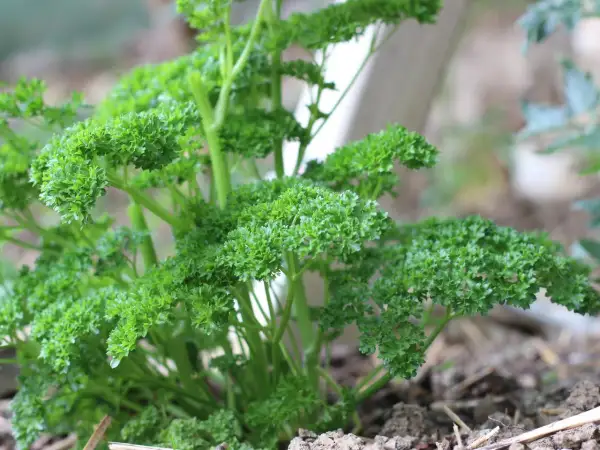 Frisch gewachsene Petersilie, bereit zum Ernten. Das Petersilie pflanzen war erfolgreich und die grünen Blätter wachsen üppig im Garten.