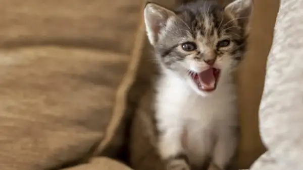 Por qué maullan los gatos y qué significan sus maullidos emocionales