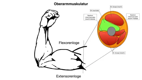 Zeigt Oberarmmuskulatur mit dem M. biceps brachii im Querschnitt. Beschriftet sind Flexoren- und Extensorenloge.