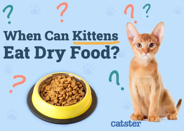 An adorable kitten sits next to a bowl of dry food, with the question "When Can Kittens Eat Dry Food?" displayed.