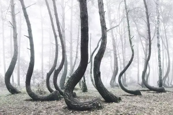 A surreal forest scene with trees bent at the base, creating a whimsical, dancing effect. This tree photography captures the eerie beauty of nature's art.
