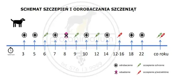 Na co szczepić szczeniaka? Twój przewodnik krok po kroku