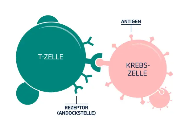 Eine T-Zelle mit Rezeptoren bindet an eine Krebszelle mit Antigenen. Dies ist ein Beispiel dafür, was eine Immuntherapie tun kann: das Immunsystem zur Krebsbekämpfung aktivieren.