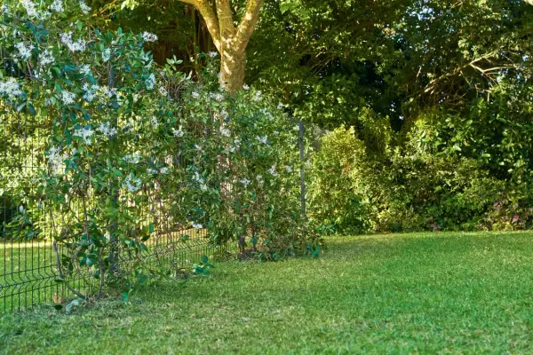 Enredaderas para vallas cubren una cerca metálica en un jardín verde. Flores blancas adornan la vegetación exuberante.