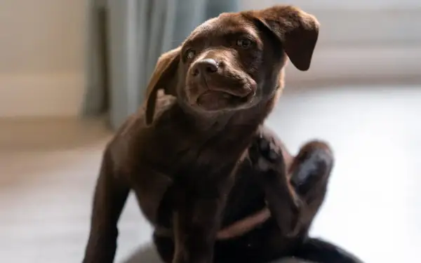 Cachorro chocolate se rasca, recordatorio de cada cuanto se desparasita a un perro para su bienestar.