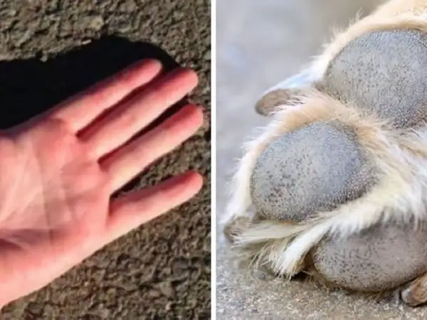 Mano humana sobre asfalto y pata de perro. Aprende cómo proteger las almohadillas de los perros en verano del calor.