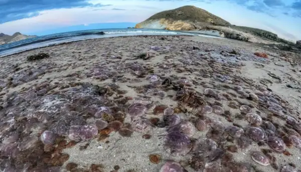 Una playa del Mediterráneo cubierta de medusas. El mar y una montaña al fondo.