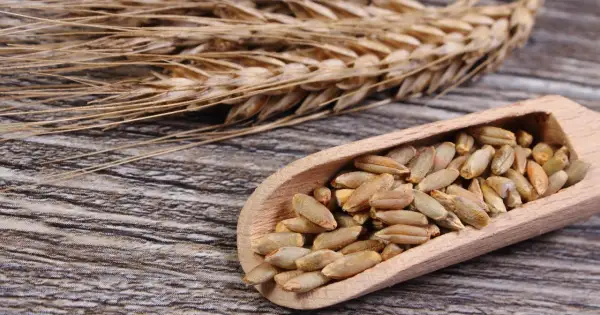 Kłos żyta i ziarna w drewnianej łyżce. Czy mąka żytnia ma gluten? Tak, zawiera go, choć mniej niż pszenna.