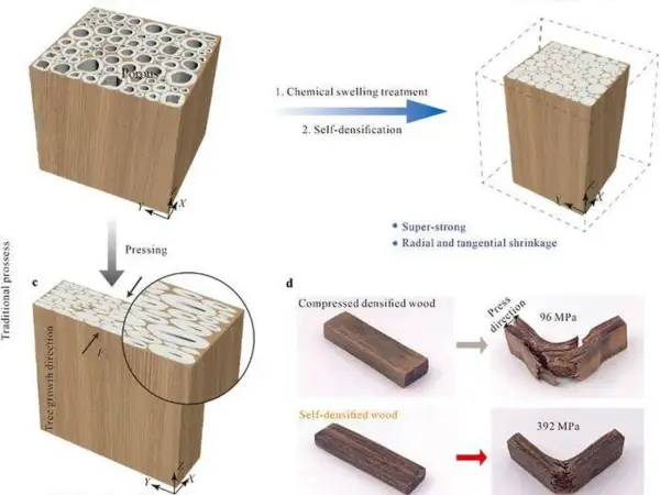 Proceso de densificación de madera para crear madera mas resistente. Muestra cómo la madera porosa se comprime para mayor durabilidad.
