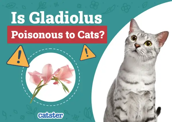 A cat looks up at a graphic asking "Is Gladiolus Poisonous to Cats?" with images of pink gladiolus flowers and warning signs.