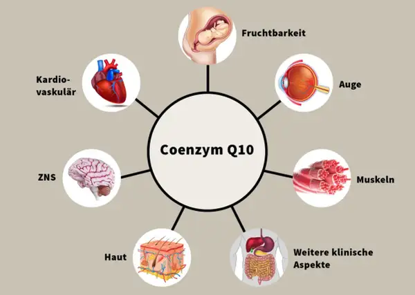 Coenzym Q10 ist wichtig für Herz, Gehirn, Augen, Haut, Muskeln, Fruchtbarkeit und weitere klinische Aspekte.