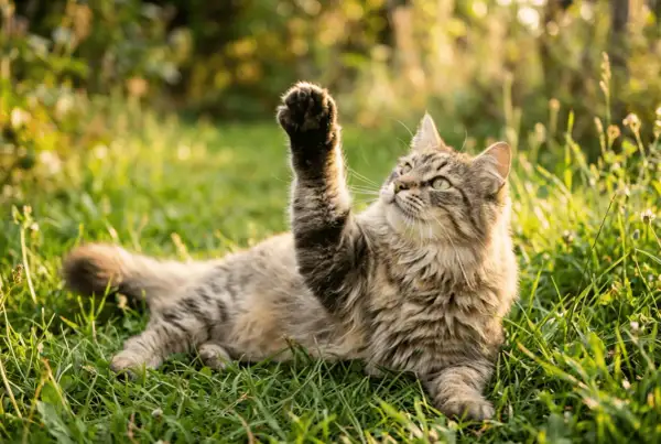 Un gato adulto, con pelaje atigrado y ojos verdes, juega en la hierba alta, levantando una pata juguetona.