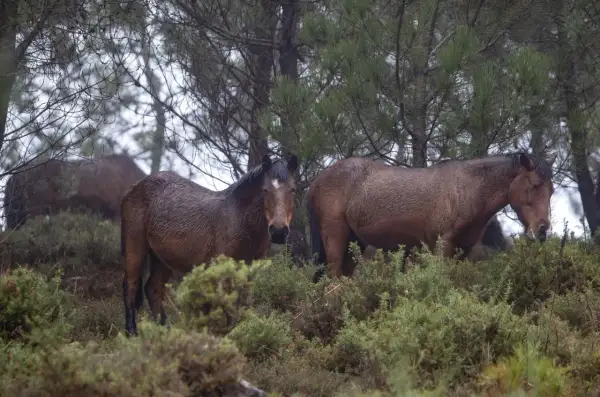 Caballos salvajes en la Serra da Groba, con el pelaje mojado por la lluvia, pastando entre la vegetación.