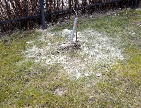 Młode drzewko na trawniku otoczone białym proszkiem, prawdopodobnie dolomitem, który ma chronić je przed szkodnikami.