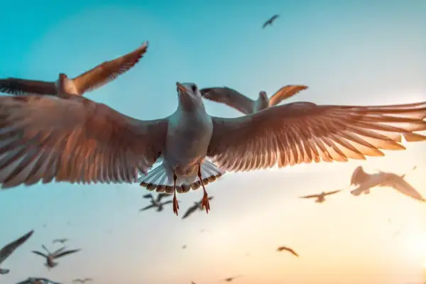 A flock of seagulls in flight, captured in stunning bird photography. Their wings are spread wide against a gradient sky of teal and golden sunset hues.