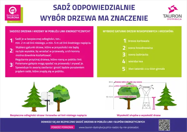 Drzewa na osiedla: Jak wybrać idealne? Poradnik eksperta