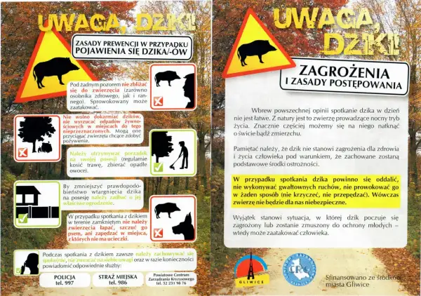 Dziki na osiedlu: Co robić? Bezpieczne zasady i numery alarmowe