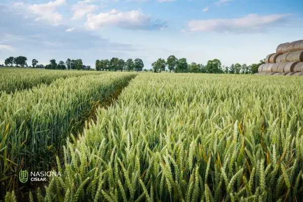 Zielone łany pszenicy Pallas, z widoczną ścieżką i stogami siana w oddali, pod błękitnym niebem z chmurami.