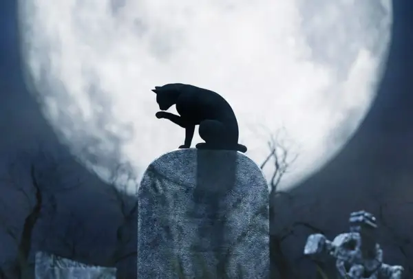 Qué significa soñar con gatos negros y sus sorprendentes interpretaciones