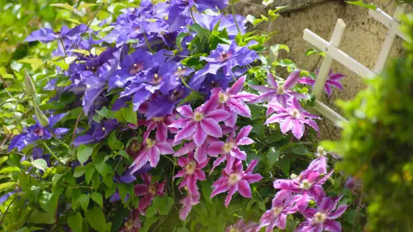 Clematis gdzie sadzić, aby uniknąć błędów w uprawie powojników