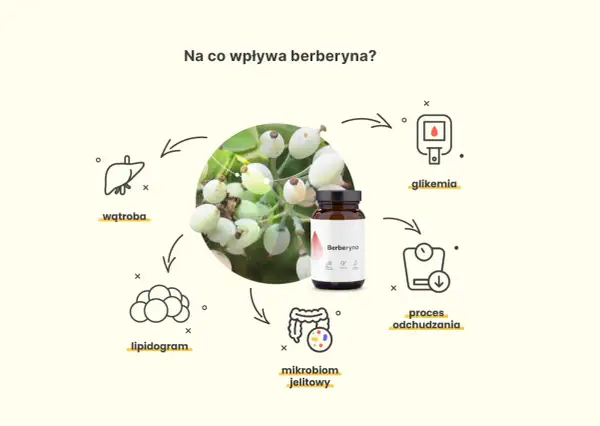 Berberyna wspiera proces odchudzania, reguluje glikemię, lipidogram i mikrobiom jelitowy, a także wpływa na wątrobę.