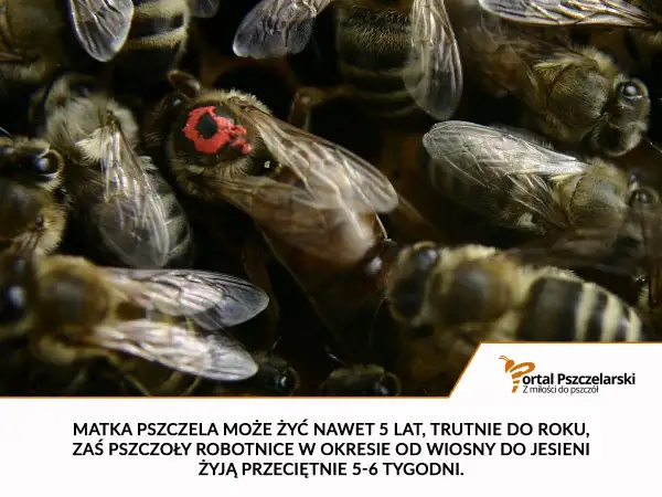 Matka pszczela żyje do 5 lat, trutnie do roku, a robotnice od wiosny do jesieni przeciętnie 5-6 tygodni.