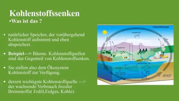 Schema des Kohlenstoffkreislaufs in der Biologie: Bäume als Kohlenstoffsenken, die CO₂ aufnehmen und speichern.