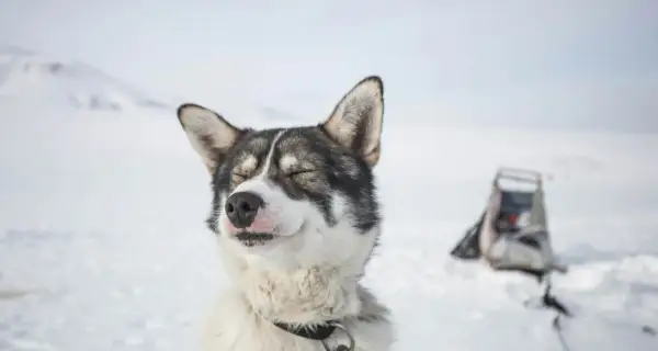 Szczęśliwy husky syberyjski na śniegu. Zastanawiasz się, ile kosztuje husky syberyjski? Ten pies wygląda na zadowolonego z życia.