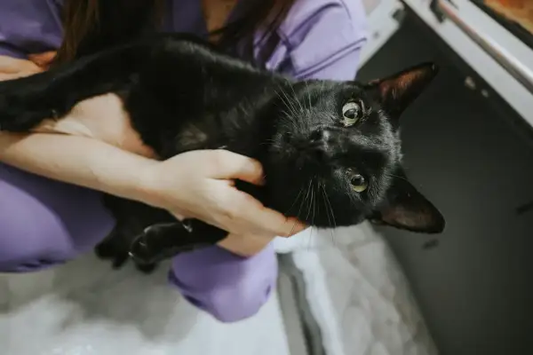 Gato negro con ojos verdes, sostenido por manos. Podría necesitar cuidados por insuficiencia renal en gatos.